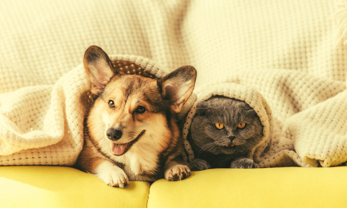 how to remove pet hair from couch