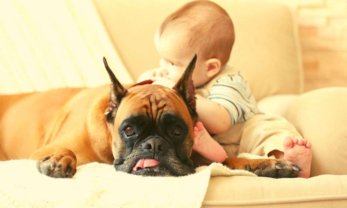 A dog lying on a white couch while a baby sits next to the dog and leans on him.