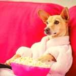 A dog in a bathrobe on the couch eating popcorn and watching TV.