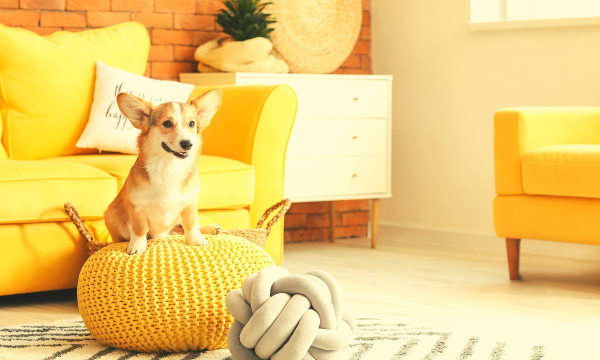 A happy corgi dog sitting on a yellow pouf with a yellow sofa in the background. Ottomans and poufs are great sofa alternatives.